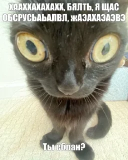 🌟 emoji Агро котики🌙 Telegram sticker 18 of 44