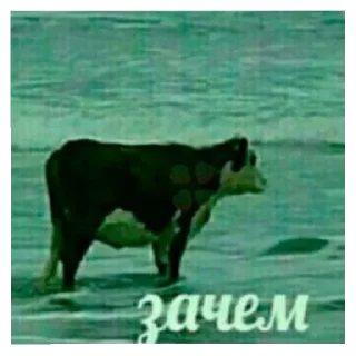 🤥 emoji Ватрушка Telegram sticker 11 of 31