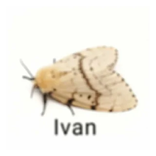 🦋 emoji Ватрушка Telegram sticker 6 of 31