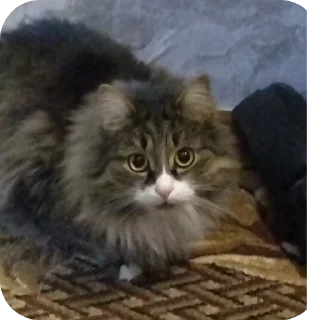 👍 emoji Kotik_Boss Telegram sticker 6 of 42
