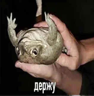 🤭 emoji жабья нора. Telegram sticker 13 of 50