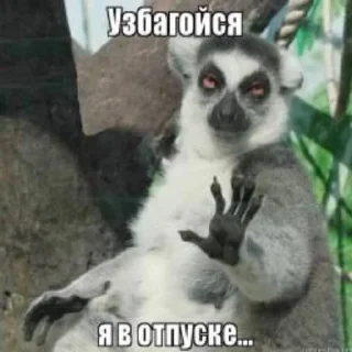 Sticker from Енот
