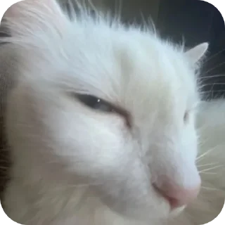 🐱 emoji Fusking cats Telegram sticker 12 of 37