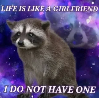 Sticker from racoon