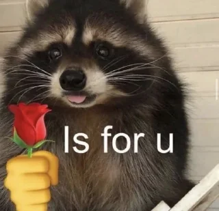 🥰 emoji racoon Telegram sticker 7 of 85