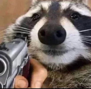 Sticker from racoon