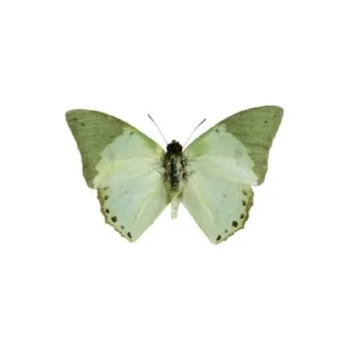 🦋 emoji Collei my wife Telegram sticker 12 of 120