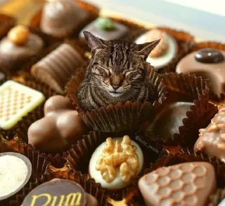 🧁 emoji аккуратно, не съешьте кота Telegram sticker 20 of 120