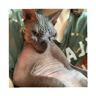 🥴 emoji Чуча Telegram sticker 18 of 60