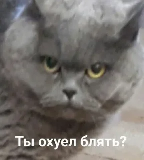 🤨 emoji чуча Telegram sticker 15 of 25