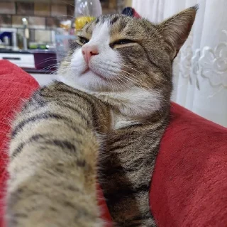 Sticker from Мой котик
