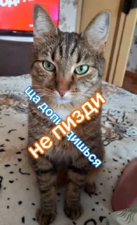 Sticker from 👺черкаш👺