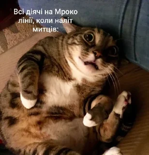 🌟 emoji Будні MROKO quild Telegram sticker 13 of 50
