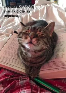 🌟 emoji Будні MROKO quild Telegram sticker 21 of 50