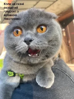 🌟 emoji Будні MROKO quild Telegram sticker 22 of 50