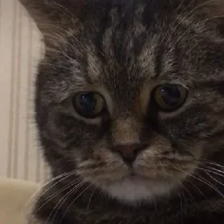 Sticker from Котики от @Pon_Pon_Pi