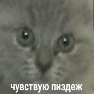 🧐 emoji Бэд бич Telegram sticker 18 of 55