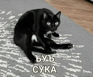 Sticker from Котя