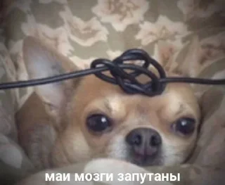 🤨 emoji жЫзнь Telegram sticker 16 of 69