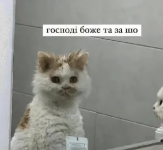 😩 emoji Файні скатеняки Telegram sticker 13 of 105