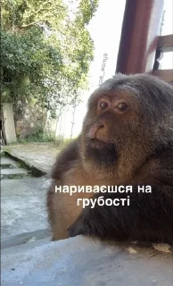 🤬 emoji Файні скатеняки Telegram sticker 8 of 105