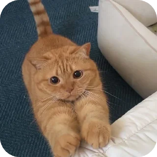 🐱 emoji РЫЖАЯ МОРДА Telegram sticker 5 of 6