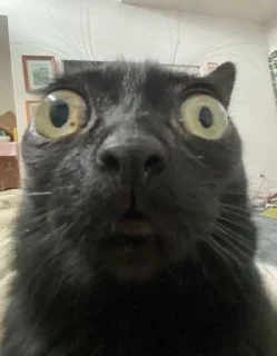 😳 emoji Goofy Cats Telegram sticker 21 of 81