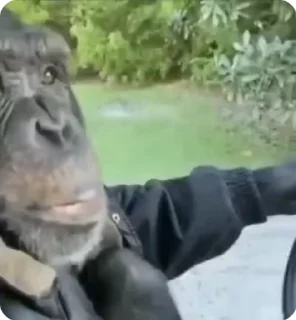 🚘 emoji #6🦍🙉Тут больше👉 @monkeys200 Telegram sticker 8 of 50