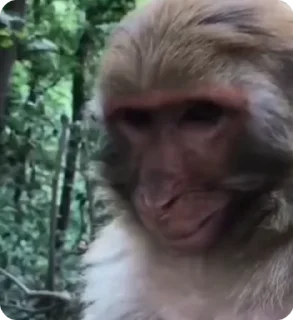 🙂 emoji #6🦍🙉Тут больше👉 @monkeys200 Telegram sticker 22 of 50
