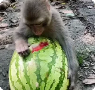 🍉 emoji #6🦍🙉Тут больше👉 @monkeys200 Telegram sticker 6 of 50