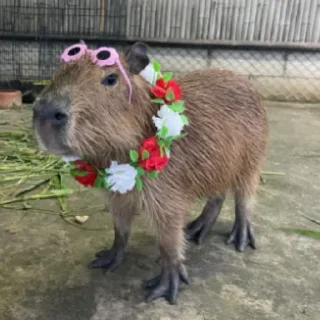 🥶 emoji Больше стикеров: @capybarastiker Telegram sticker 15 of 39