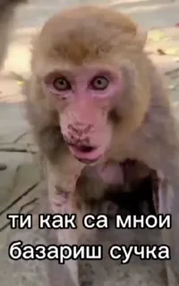 😔 emoji Макаки пан Telegram sticker 5 of 23
