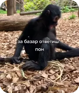 🙊 emoji Больше стикеров: @sticerru Telegram sticker 14 of 50