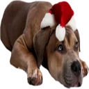 😐 emoji Dogs @StikerDi Telegram sticker 12 of 40