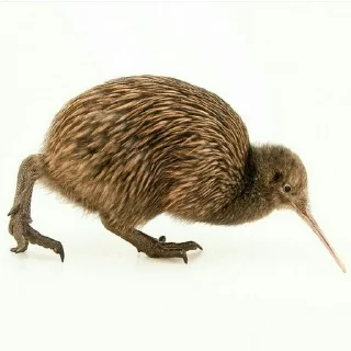 🚶‍♂️ emoji Kiwi ptica Telegram sticker 22 of 47