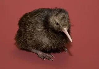 🧎‍♂️ emoji Kiwi ptica Telegram sticker 15 of 47