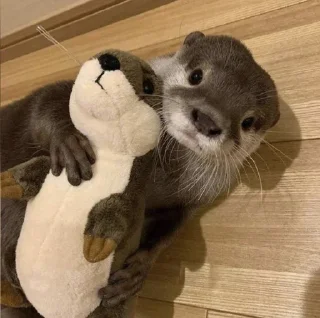 Sticker from 😜 Funny Animals | @Earth138