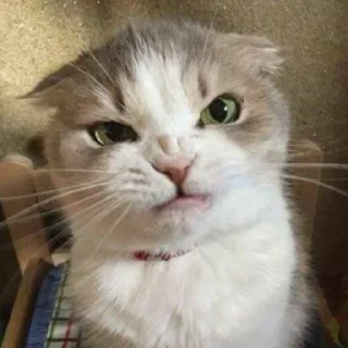 😡 emoji котики Telegram sticker 13 of 19