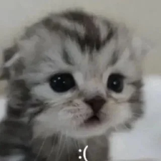😣 emoji котики Telegram sticker 5 of 19