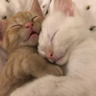 ❤️ emoji котики Telegram sticker 6 of 19