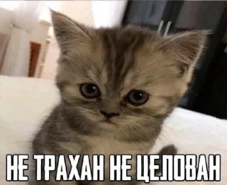 Sticker from котики @sinnette