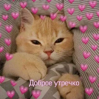 ❤️ emoji котики Telegram sticker 10 of 19