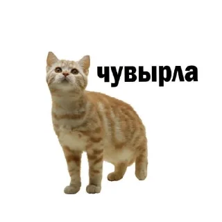 😽 emoji Котики💝 Telegram sticker 17 of 19