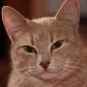 😏 emoji Pussy Telegram sticker 22 of 38