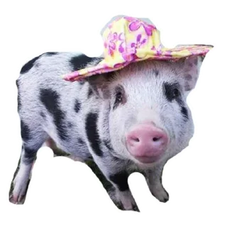 🧕 emoji My Little Pigs Telegram sticker 14 of 30