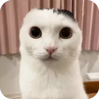 🌟 emoji росися перемож Telegram sticker 2 of 50