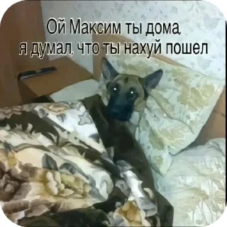 🐶 emoji ЛЮТЫЙ ПАК ФЕЗИЛОВА ДЛЯ ЕБЛИ…… Telegram sticker 10 of 112