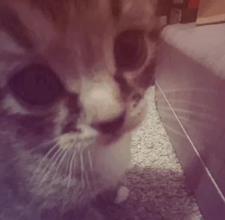 🌟 emoji пикчи Telegram sticker 15 of 73