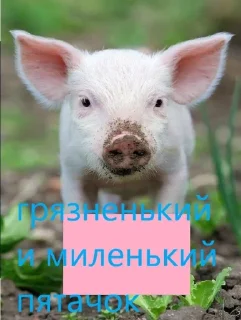 🌟 emoji pig https://t.me/minipiggies Telegram sticker 9 of 21