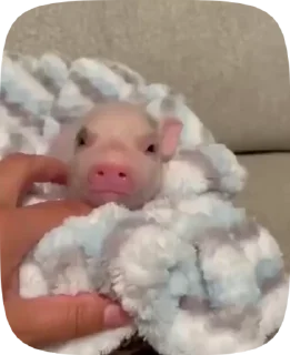 😴 emoji 🐷 Telegram sticker 11 of 15